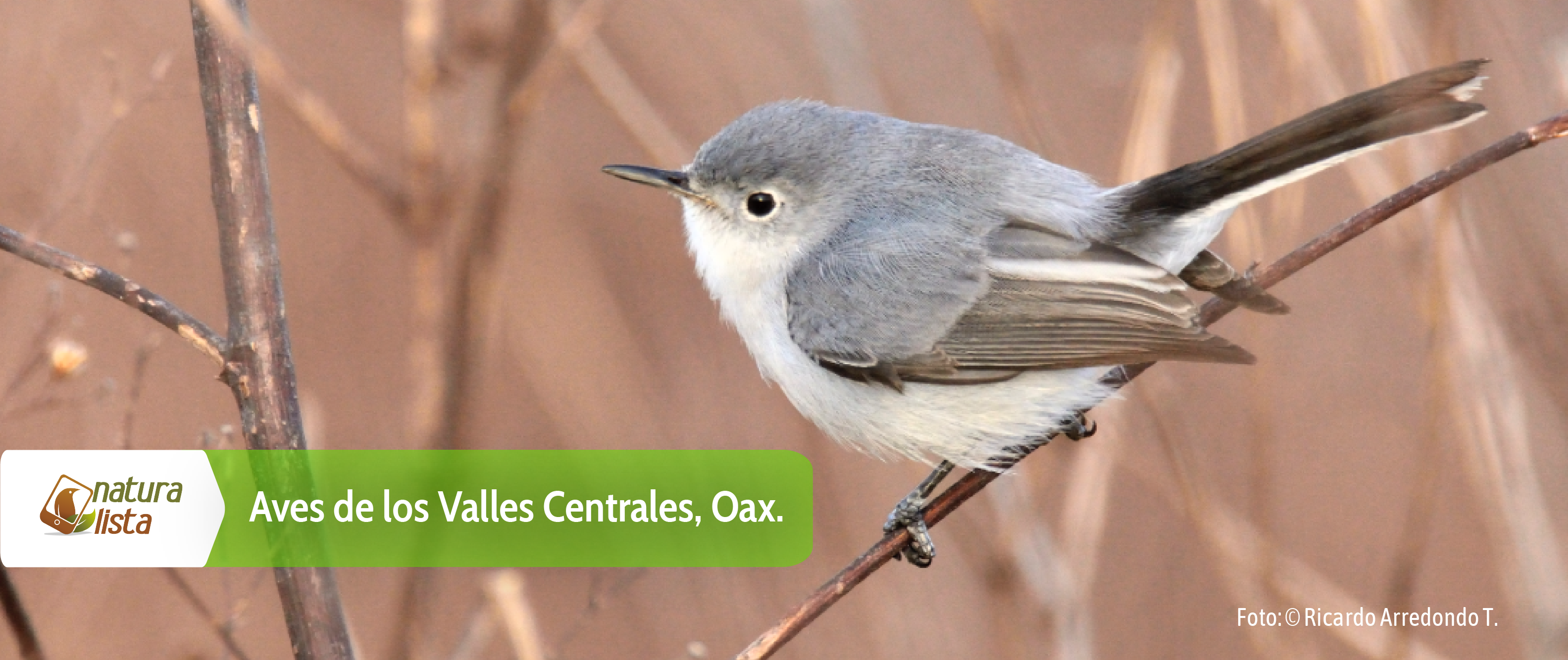 Aves de los Valles Centrales, Oaxaca · NaturaLista Mexico