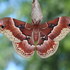 Moths of Rondeau icon