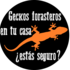 Geckos forasteros en tu casa: estás seguro? icon