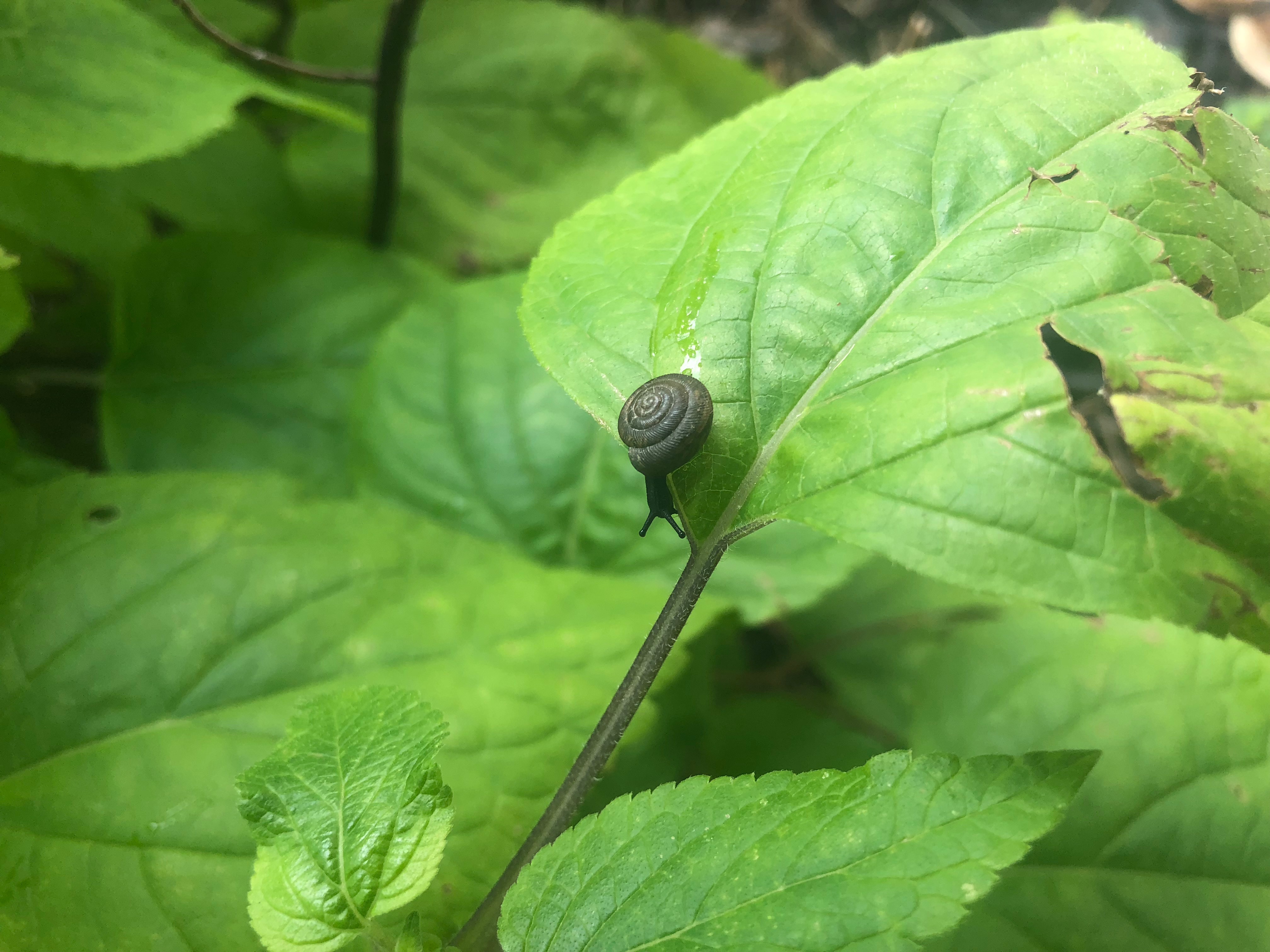 Mississippi Land Snails & Slugs · BioDiversity4All