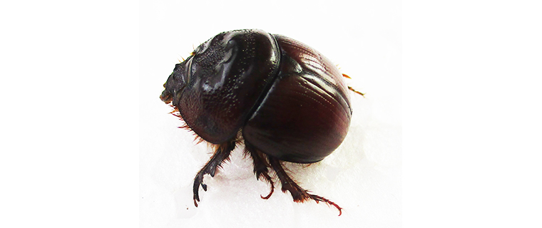 Dor Beetles (Bolboceratinae) of southern Africa · iNaturalist Australia