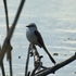 Birds of Lake County, IL icon