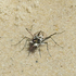 Insects of the Mid-Atlantic (USA) icon