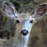 Effie Yeaw Nature Center Deer &amp; Turkey Survey icon