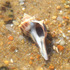 Eastern Shore Seashells icon