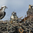Kootenay Lake Osprey Nest Monitoring Project icon