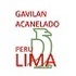 Gavilán acanelado en Lima / Harris&#39;s Hawk in Lima - Peru. icon
