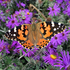 Butterflies of Coles County, Illinois icon