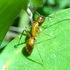 台灣螞蟻觀察 Taiwan Ants icon