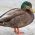 American Black Duck x Mallard Hybrids icon
