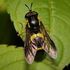 West Lancashire Borough Biodiversity Recording icon