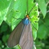 Cook County Moths icon