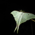 Moths of TamilNadu icon