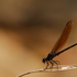Dragonflies &amp; damselflies of Tamil Nadu icon