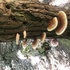 Southern Adirondack mushrooms icon