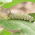LRGV Monarchs (caterpillars) icon