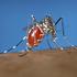 MA Mosquito Monitoring (MMM for EEE) icon