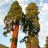Sequoia National Forest including Giant Sequoia National Monument icon
