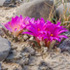 Biodiversity of the Chihuahuan desert icon