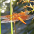 Dragonfly Surveys in Johnson Creek Watershed icon