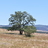 Quercus garryana Range Project icon
