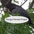 Hungry Parrots Project icon