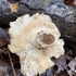 Appalachian Fungi icon