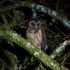 La Esperanza Bird &amp; Forest Reserve Birds List icon