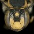 Anthidium florentinum European Hunt icon