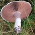 Agarics d'Ille-et-Vilaine icon