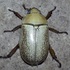 Escarabajos del departamento de Sucre - Colombia. icon
