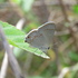 Mariposas observadas en Honduras icon