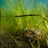 EAC and CERI Eelgrass Mapping Project icon