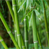 Bambusales del mundo / Bamboos of the world icon