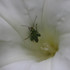 Observations sur Calystegia en Bretagne icon