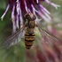 Observations sur Arctium en Bretagne icon