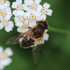 Observations sur Achillea en Bretagne icon