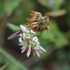 Observations sur Trifolium en Bretagne icon