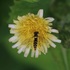Observations sur Sonchus en Bretagne icon