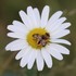 Observations sur Leucanthemum en Bretagne icon