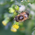 Observations sur Senecio en Bretagne icon
