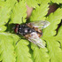 Observations sur Dryopteris en Bretagne icon