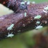 Observations sur Prunus en Bretagne icon
