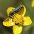 Observations sur Ranunculus en Bretagne icon