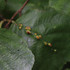 Observations sur Alnus en Bretagne icon