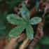 Observations sur Potentilla en Bretagne icon