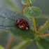 Observations sur Lythrum en Bretagne icon