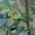 Observations sur Ilex en Bretagne icon