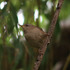 Observations sur Salix en Bretagne icon