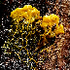 Slime Molds of the Pacific Northwest icon